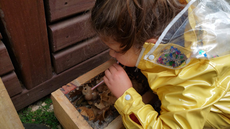Criança chupando mel de Abelha Sem Ferrão