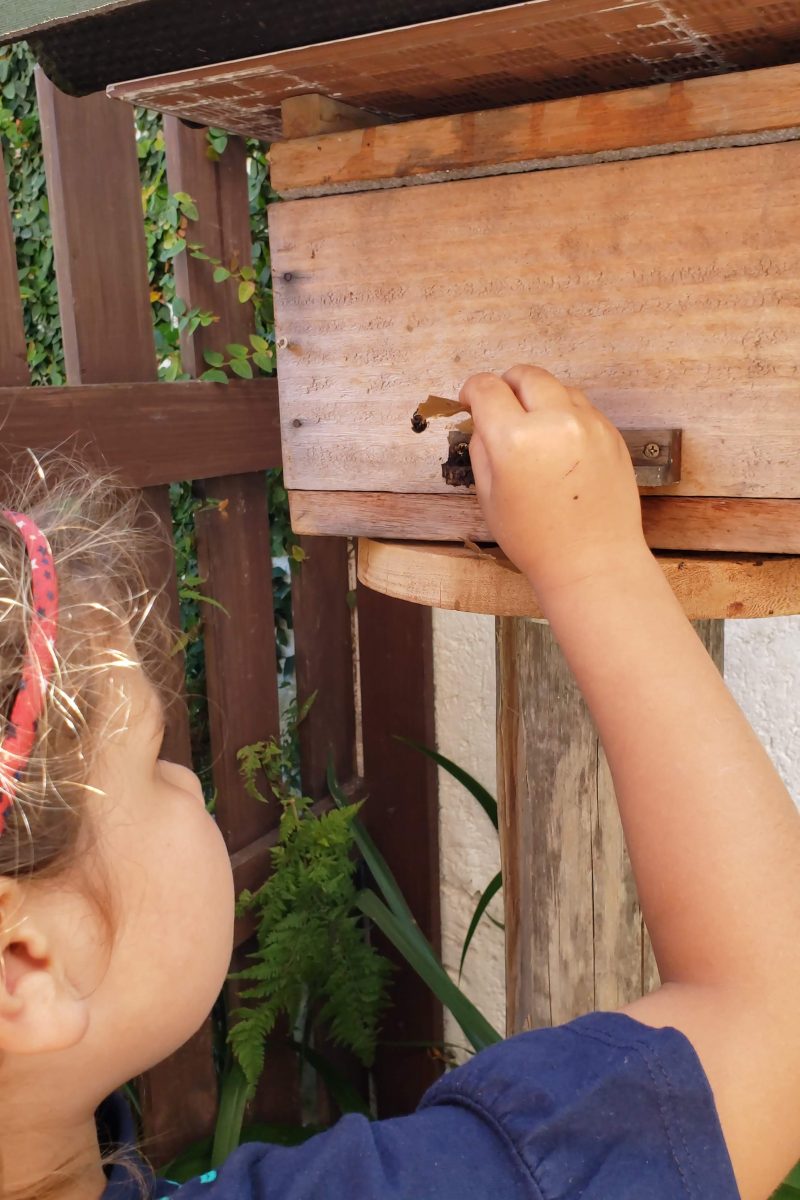 Abelha Mandaçaia recebendo um pedacinho de cera de sua dona preferida