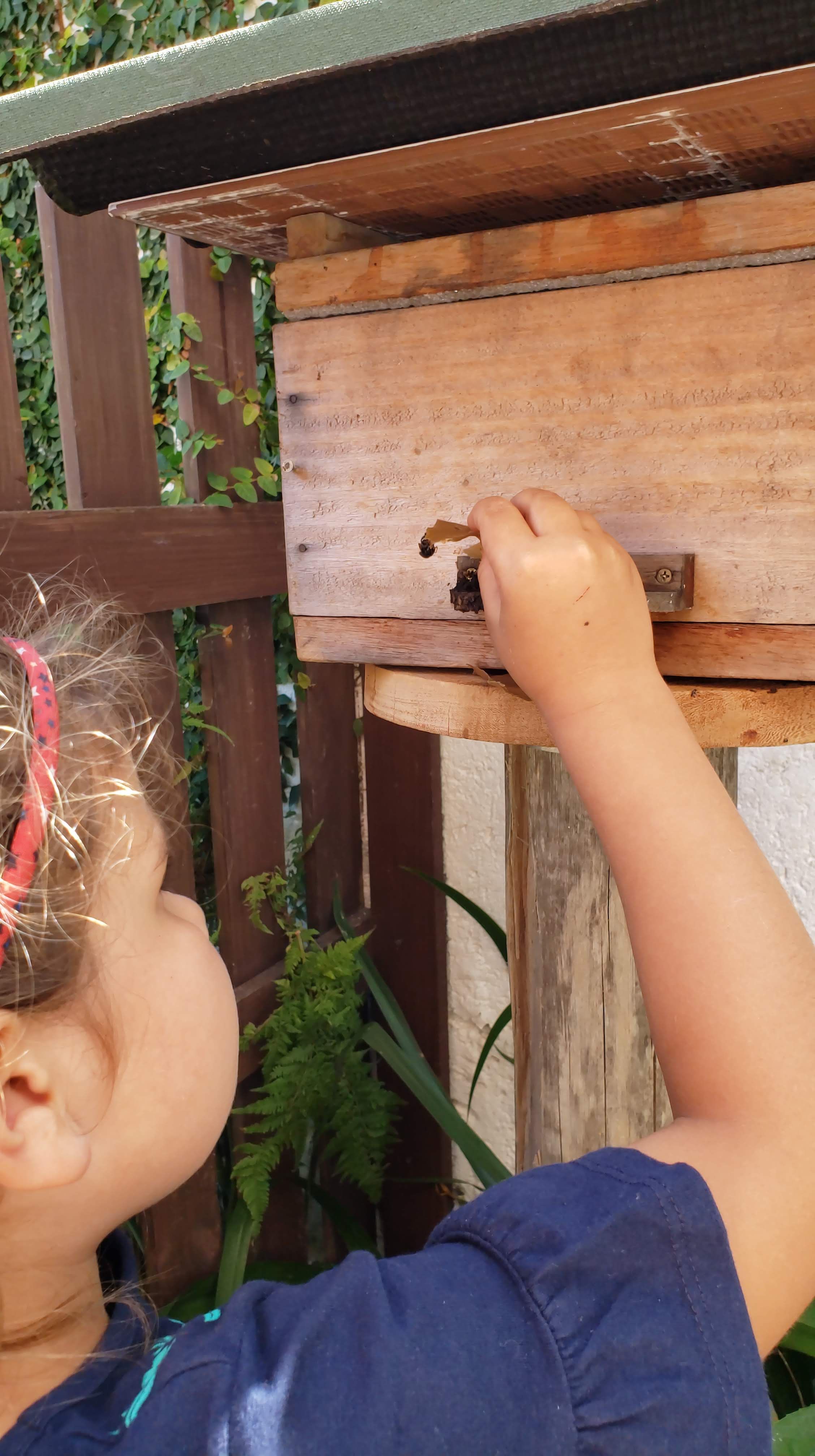 Melip - Abelhas Sem Ferrão