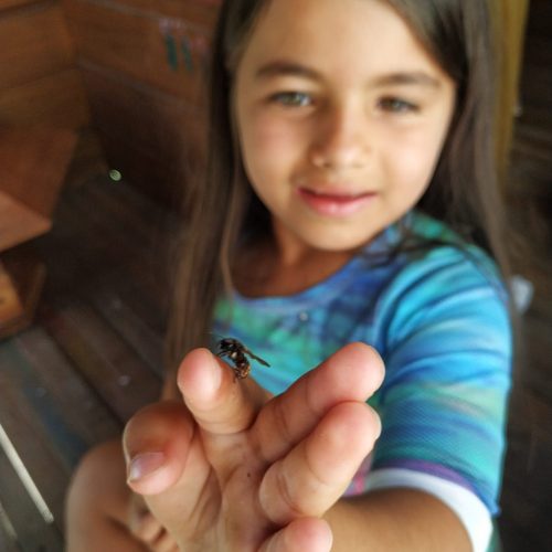 Sim! Criar Abelhas Nativas Sem Ferrão é uma atividade terapêutica e absolutamente segura para qualquer idade