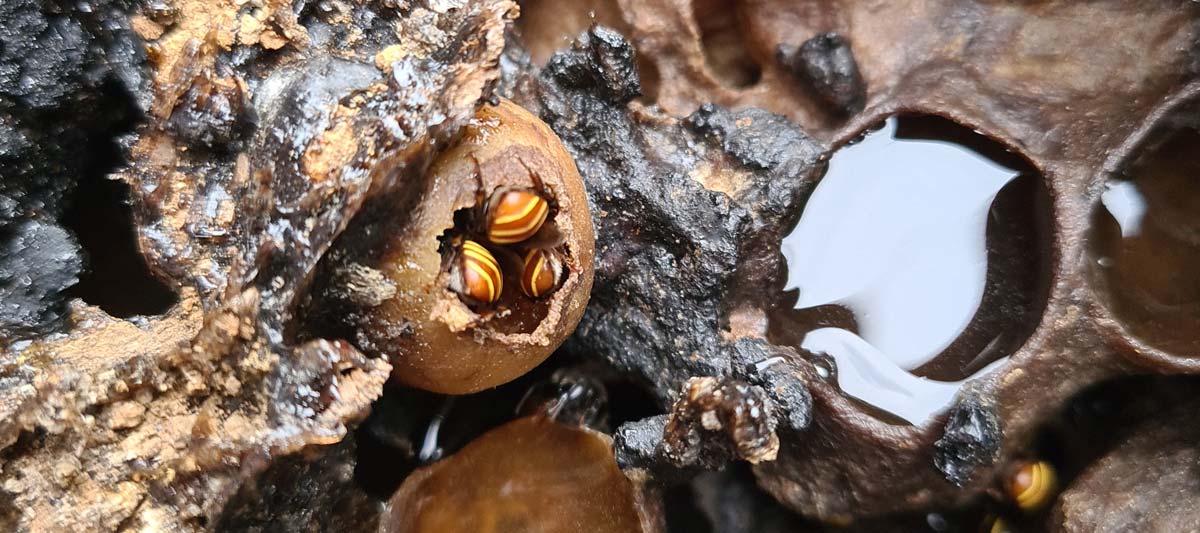 Abelhas Nativas Mandaçaia comendo Bombom de Pólen Melip